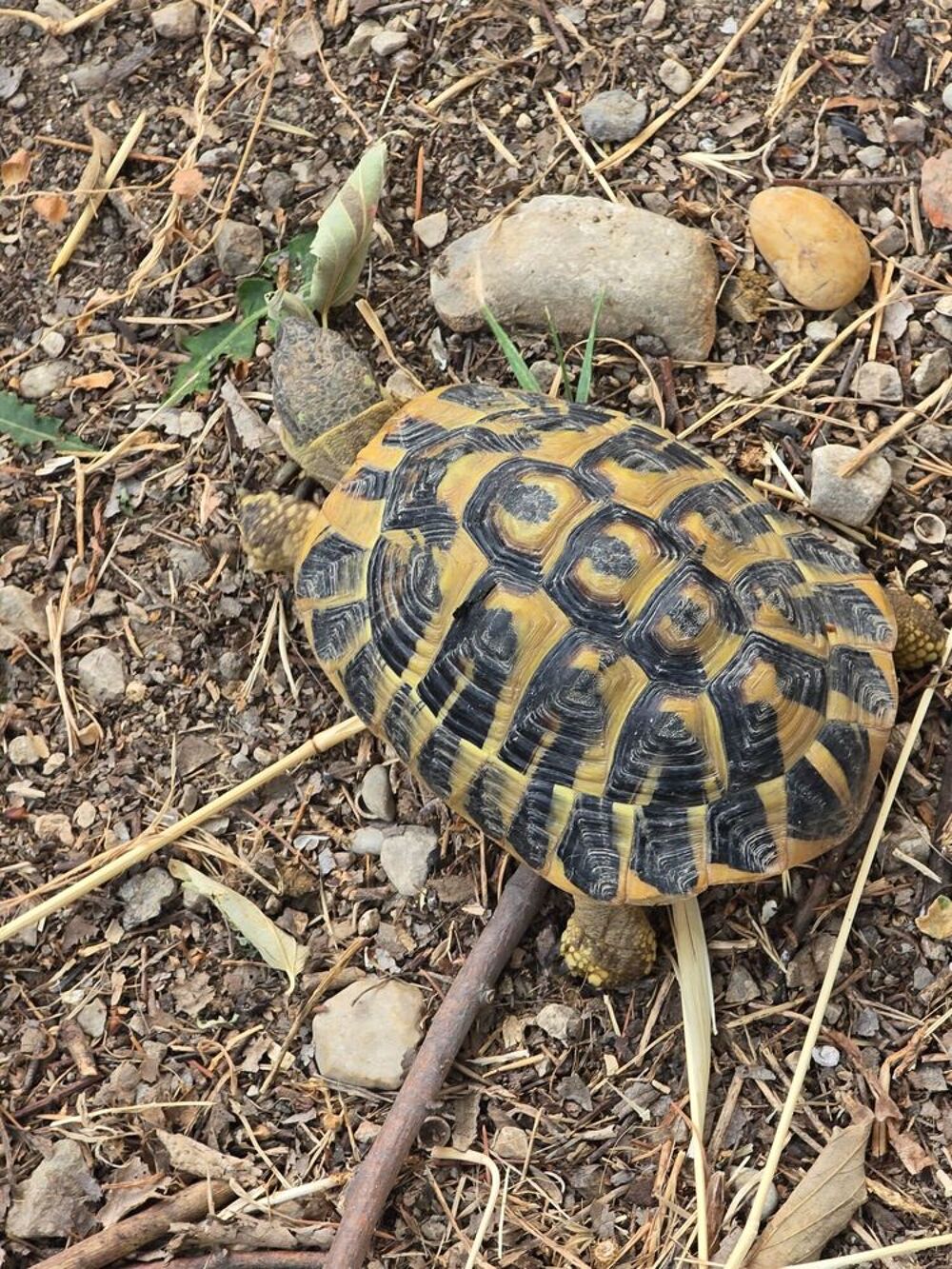   Tortue de terre 