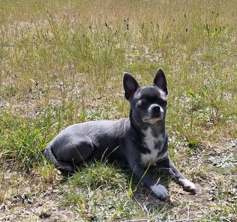 Chihuahuas adultes  500 56140 Tral