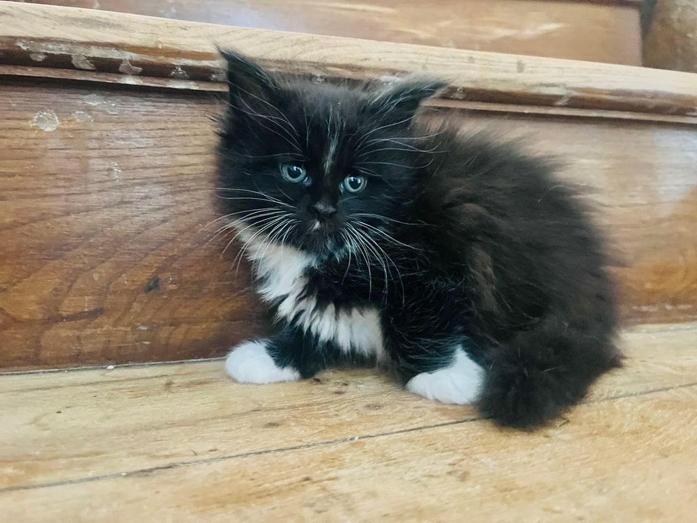   Magnifique femelle Maine Coon black & white. 
