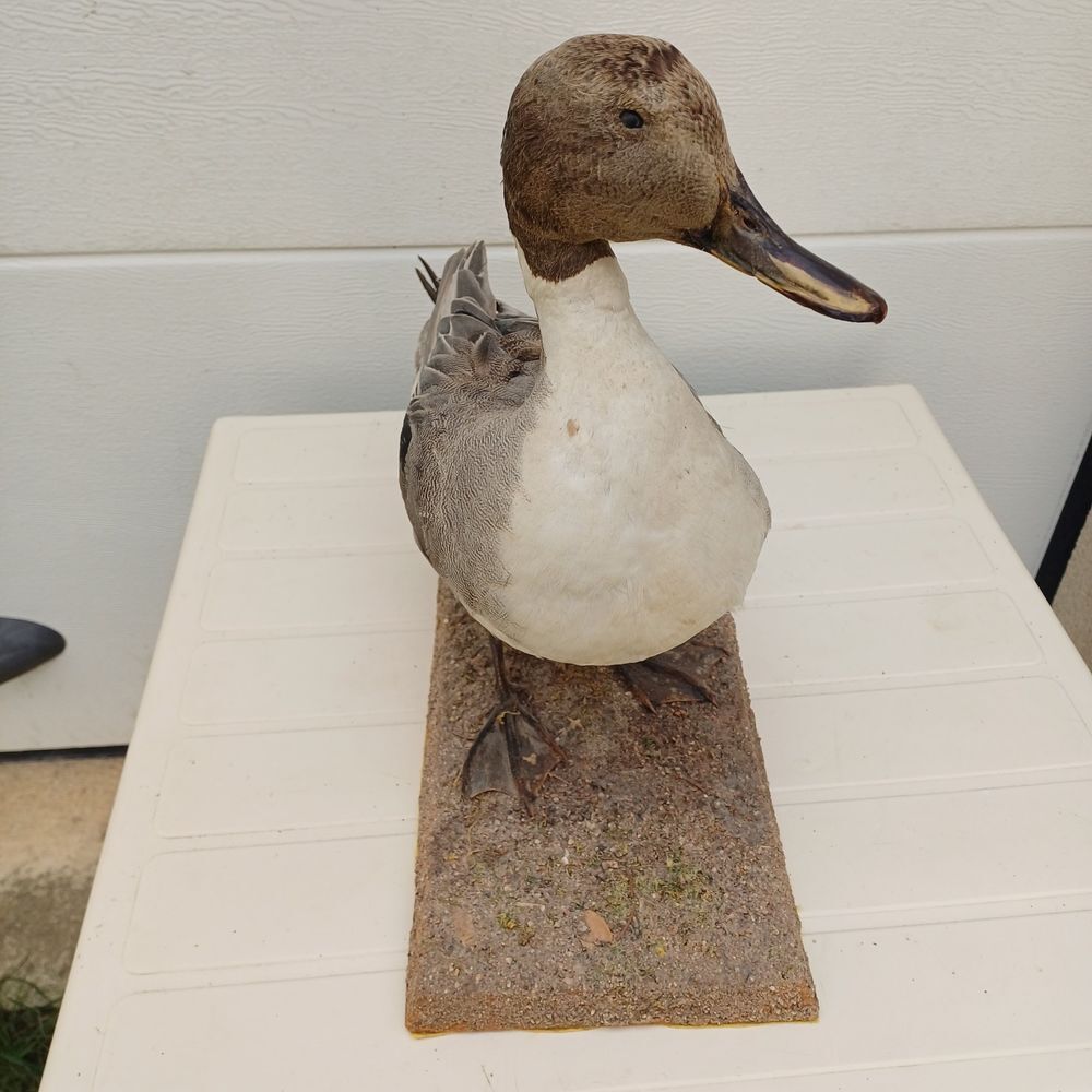 taxidermie ampaille canard pilet Décoration
