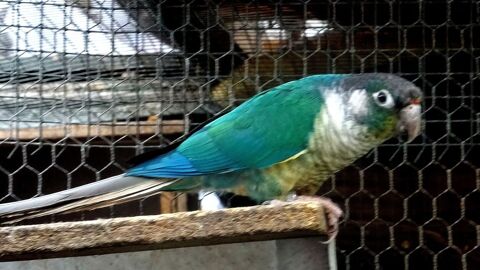 c&egrave;de pyrrhura molina propre &eacute;levage bagu&eacute;s 2025
50 78410 Bouafle