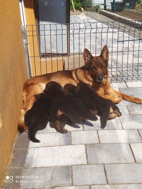 5 chiots berger allemand LOF 1400 67310 Wasselonne