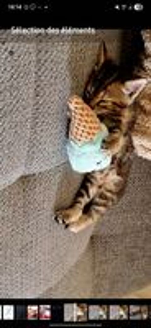   Magnifique chaton tigré trop adorable  