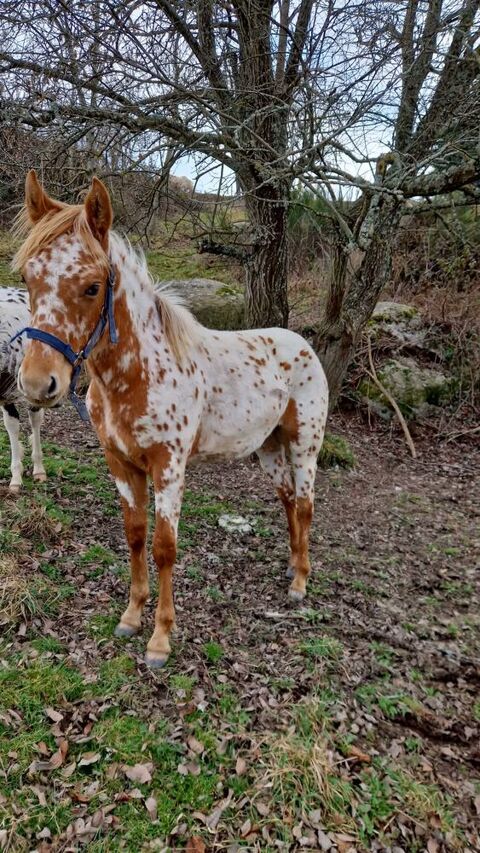 pouliche appalousa l&eacute;opard 2000 43170 Saugues