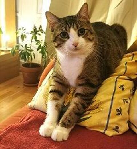 TERTIO CHAT TIGRE BLANC 2 ANS 195 92260 Fontenay-aux-roses