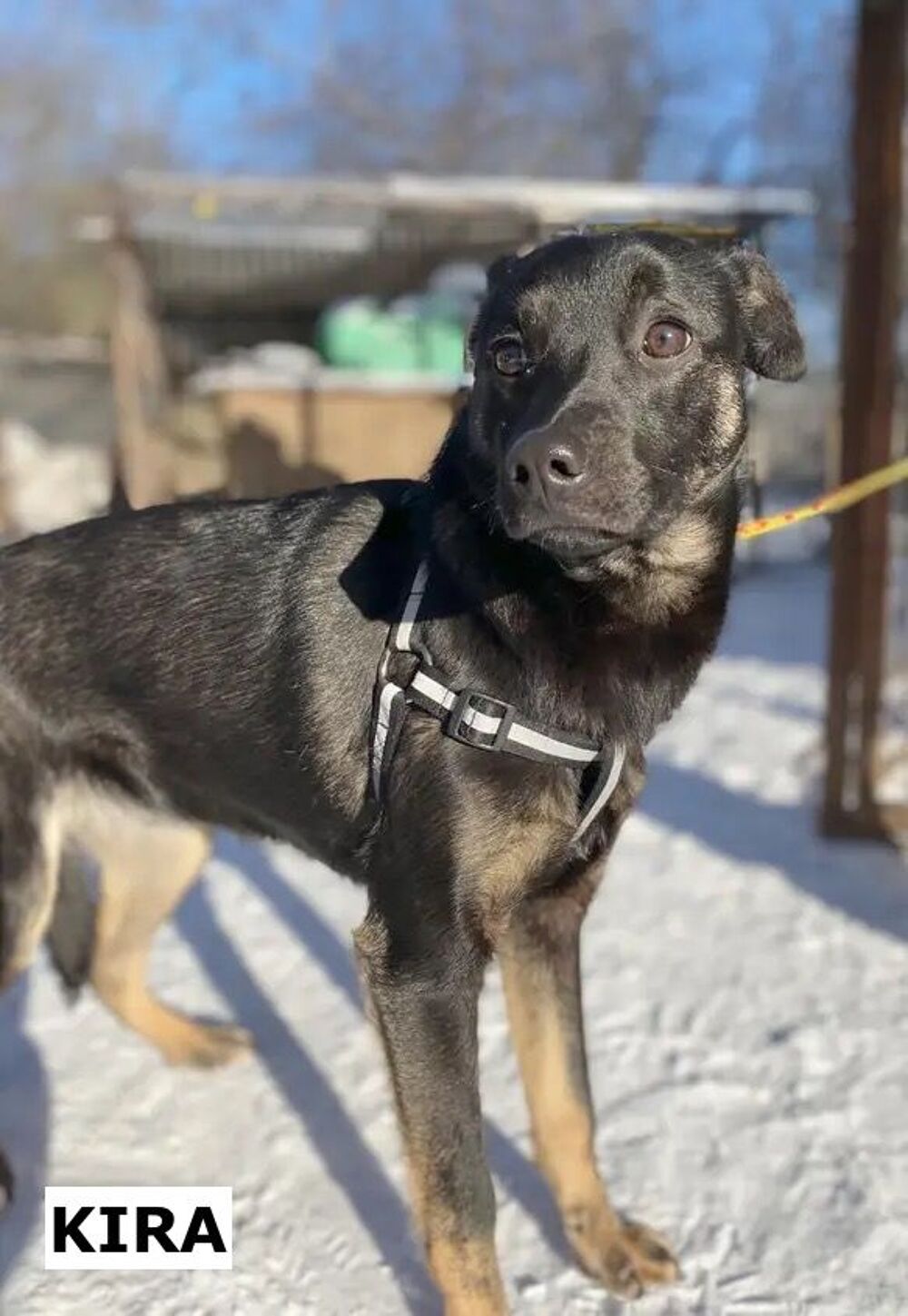   KIRA SE TROUVE DANS UN REFUGE EN UKRAINE 
