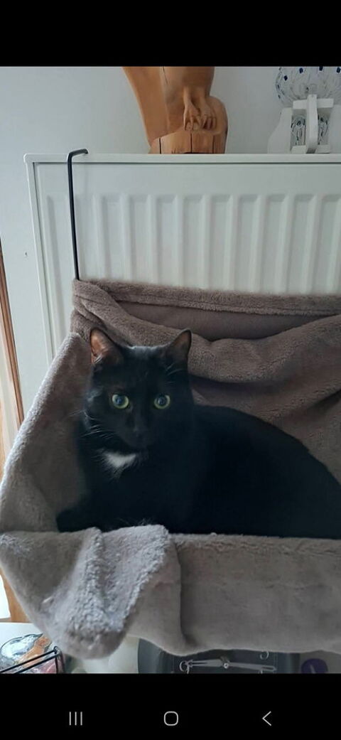 Chat femelle noire 0 71100 Chalon-sur-sa�ne