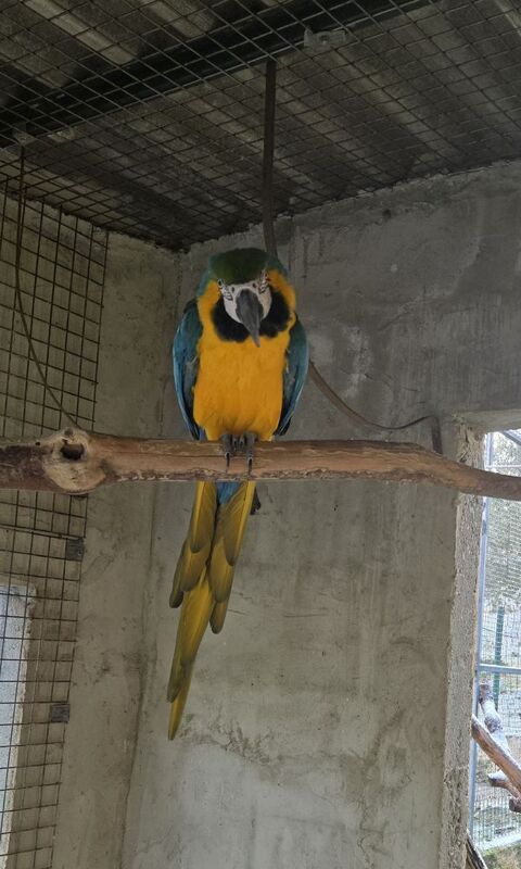 Ararauna m&acirc;le .. 1200 46340 Salviac