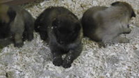   A rserver 4 chiots malinois au LOF:2 femelles et 2 mles  