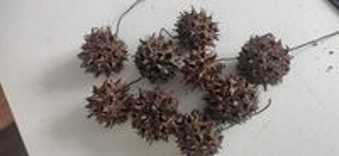   Fruits de liquidambar 