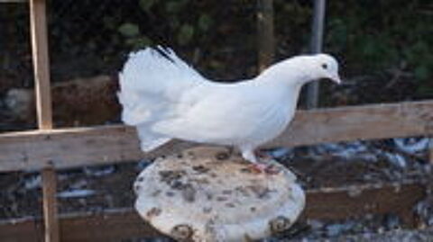   Pigeons paon blanc 