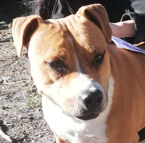 ANDALOUSIE, croisée boxer, 5 ans 200 34500 Bziers