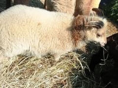   Agneau ouessant . 