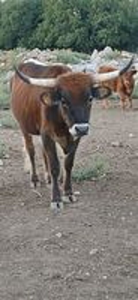  Longhorn castré, 
