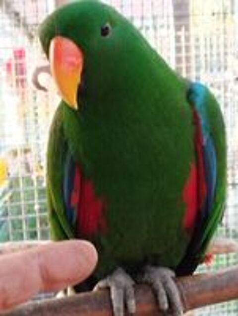   ECLECTUS. EAM 