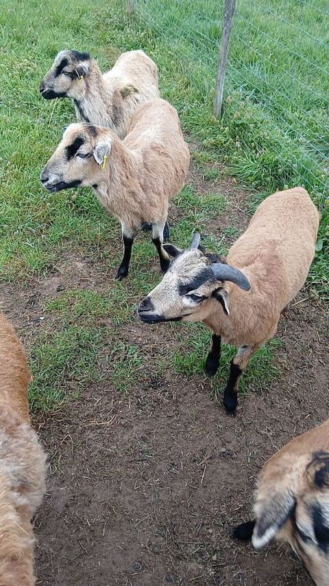 Mouton du Cameroun  80 79300 Bressuire