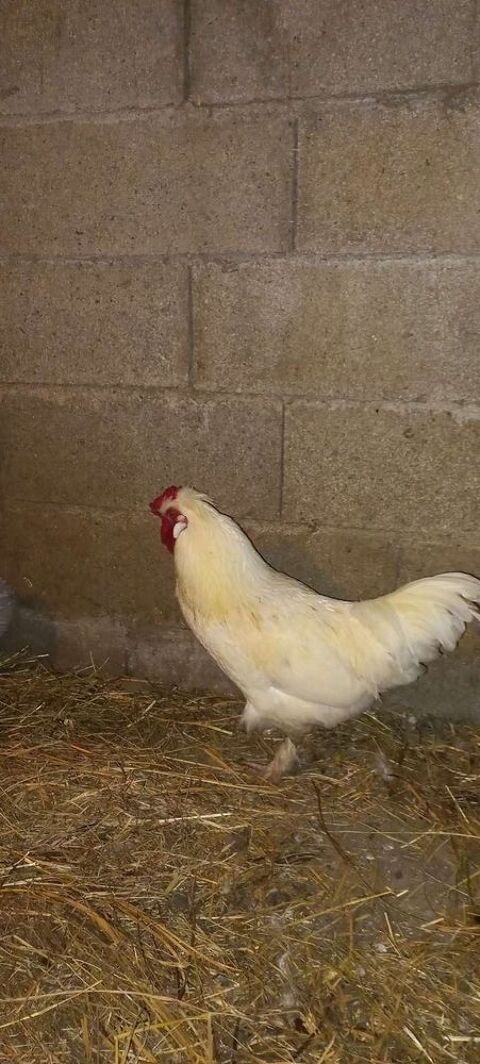 Coq soieXwhite 12350 Brandonnet