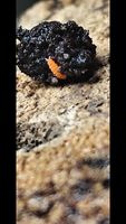   Collemboles orange/Yuukianura aphoruroides 