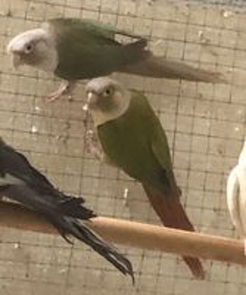   Couple conure molinae adulte 