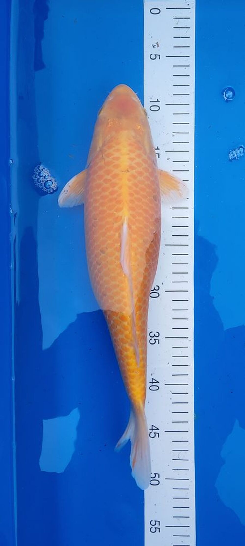   CARPE KOI 