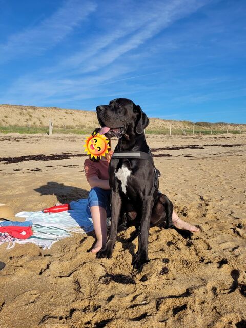 Don dogue allemand 0 85220 Apremont
