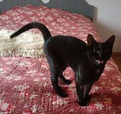   Chaton ABBIE 