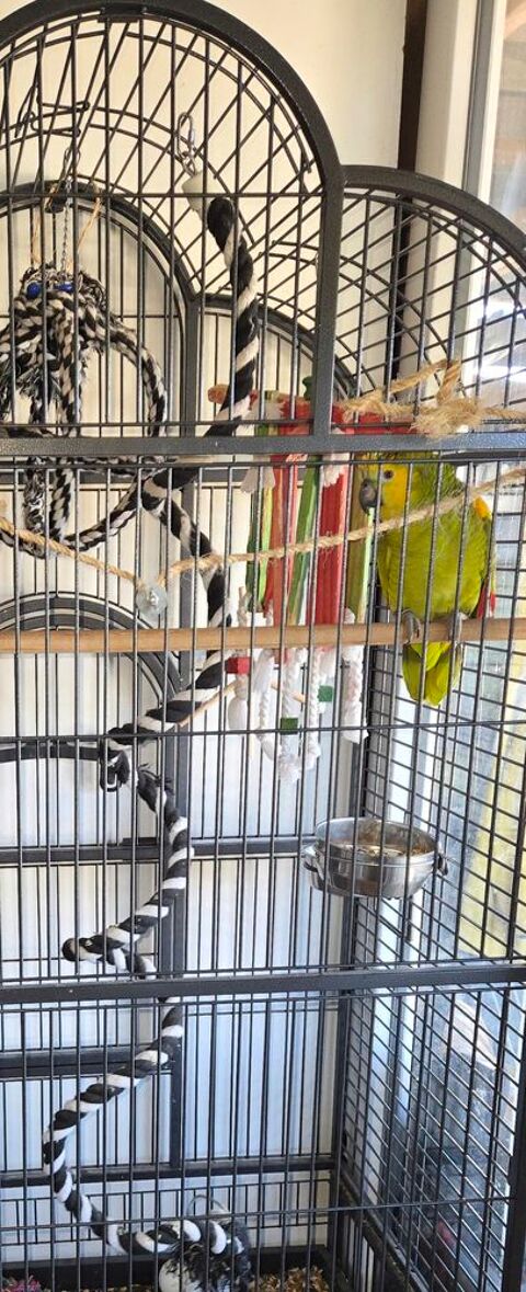 Amazon &agrave; front bleu femelle 1500 30320 Saint-gervasy