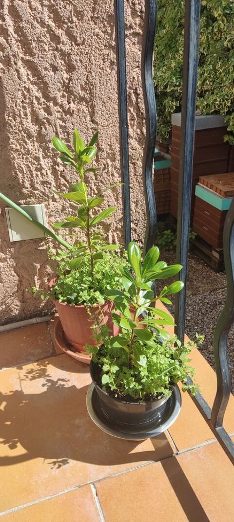 Pittosporum tobira 5 Châteauneuf-les-Martigues (13)