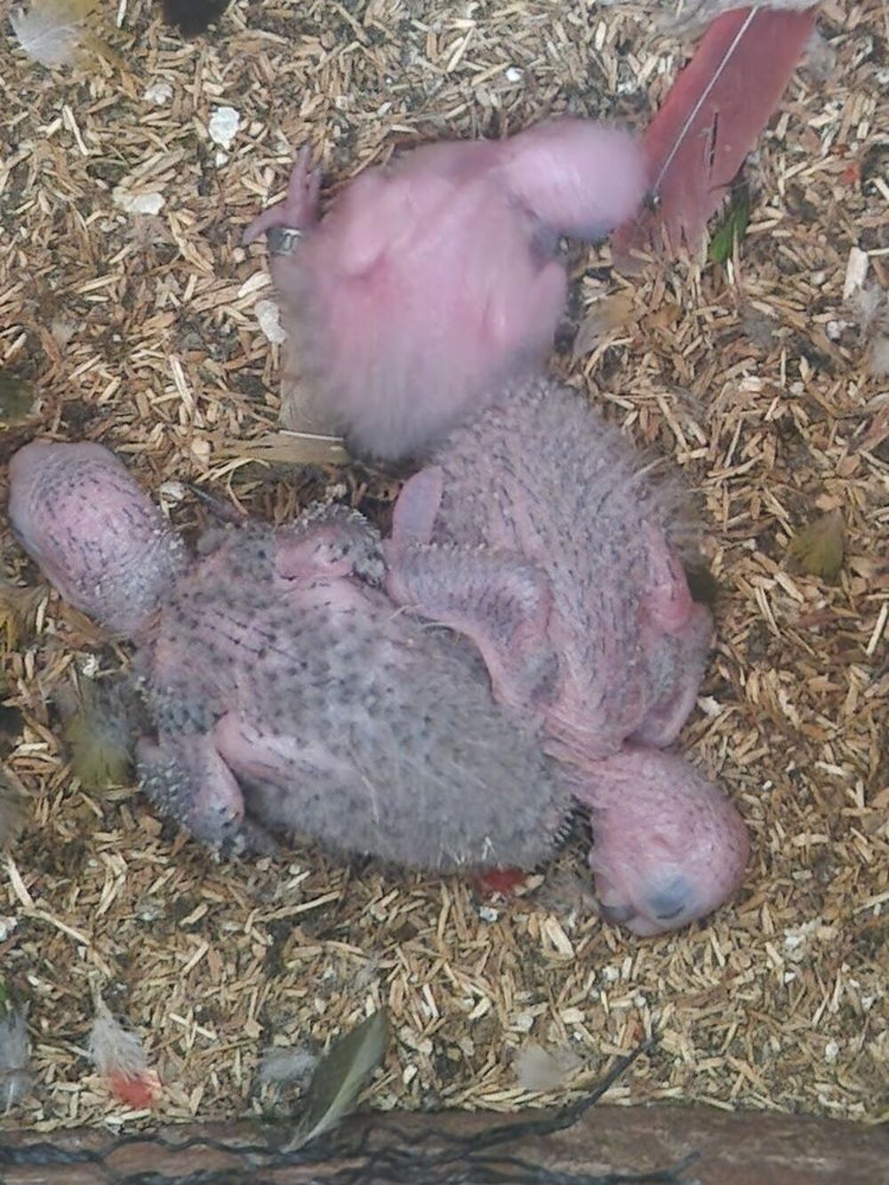   Bébé pyrrhura ananas pour EAM  