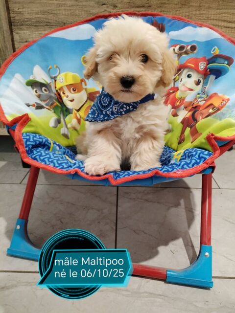 chiots maltipoo 2000 42310 Changy