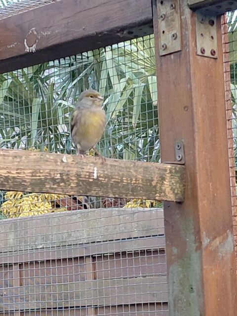Canaris marrons 10 44360 Saint-Étienne-de-montluc