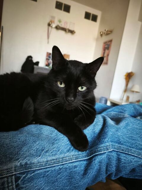 Alfred un amour de chat qui espère un foyer 90 75020 Paris