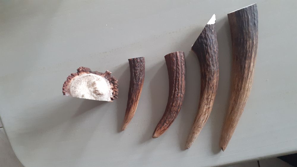   friandise os bois bois de cerf  jouet pour chien 