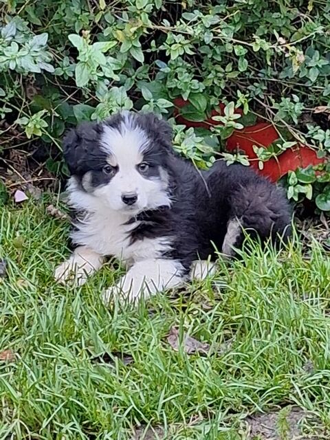 chiot male berger australien non lof 700 65130 Capvern