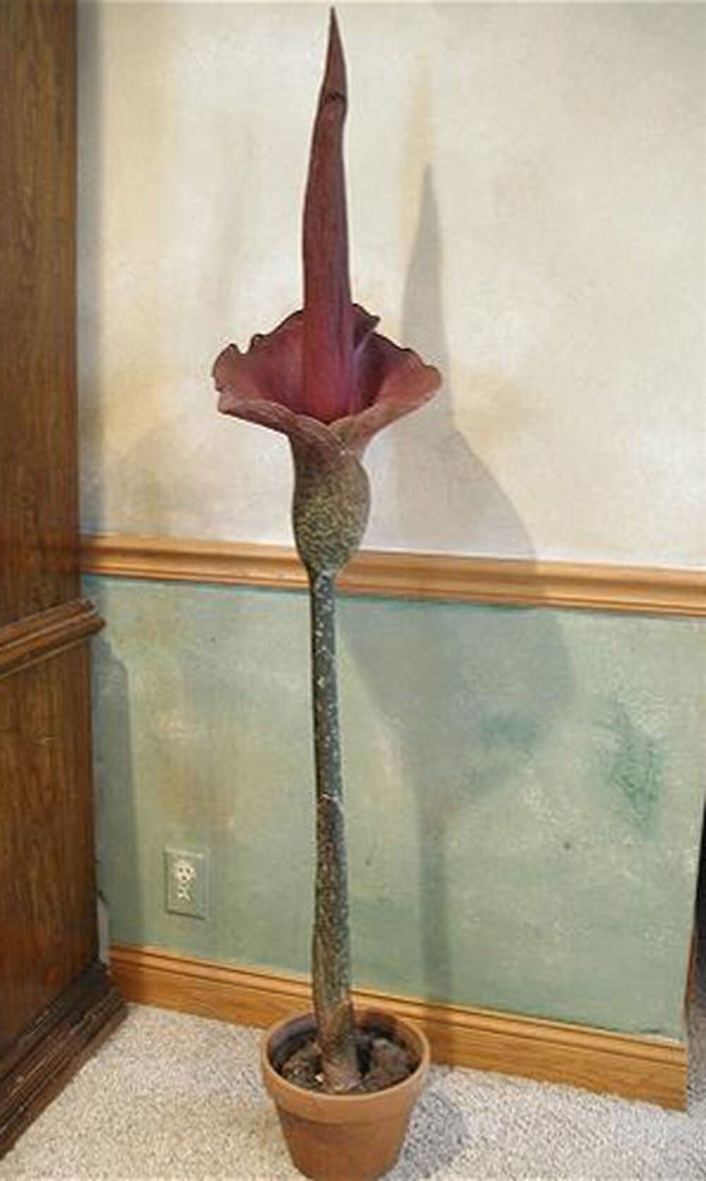 AMORPHOPHALLUS BULBE Jardin