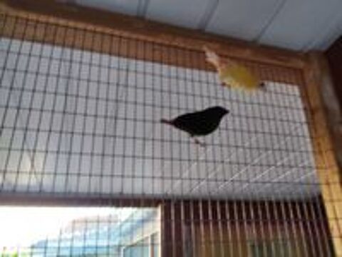   Oiseaux. Kittlits  male 