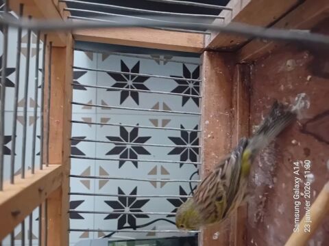 Oiseau canaris florino 1 95100 Argenteuil