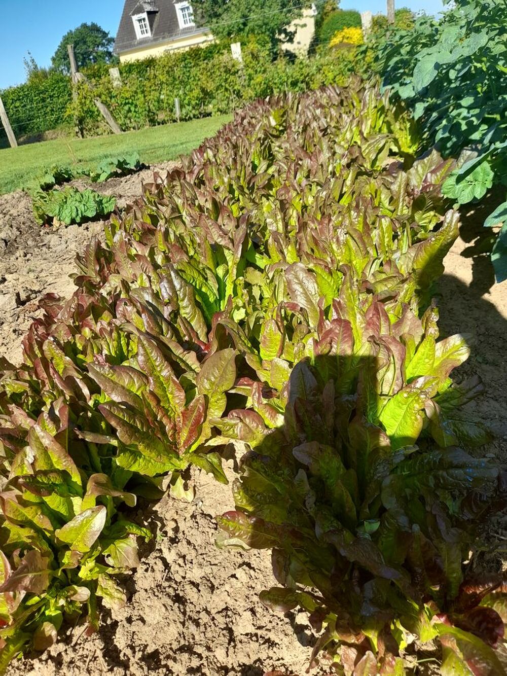 Graines de salades bio:OREILLES DU DIABLE Jardin