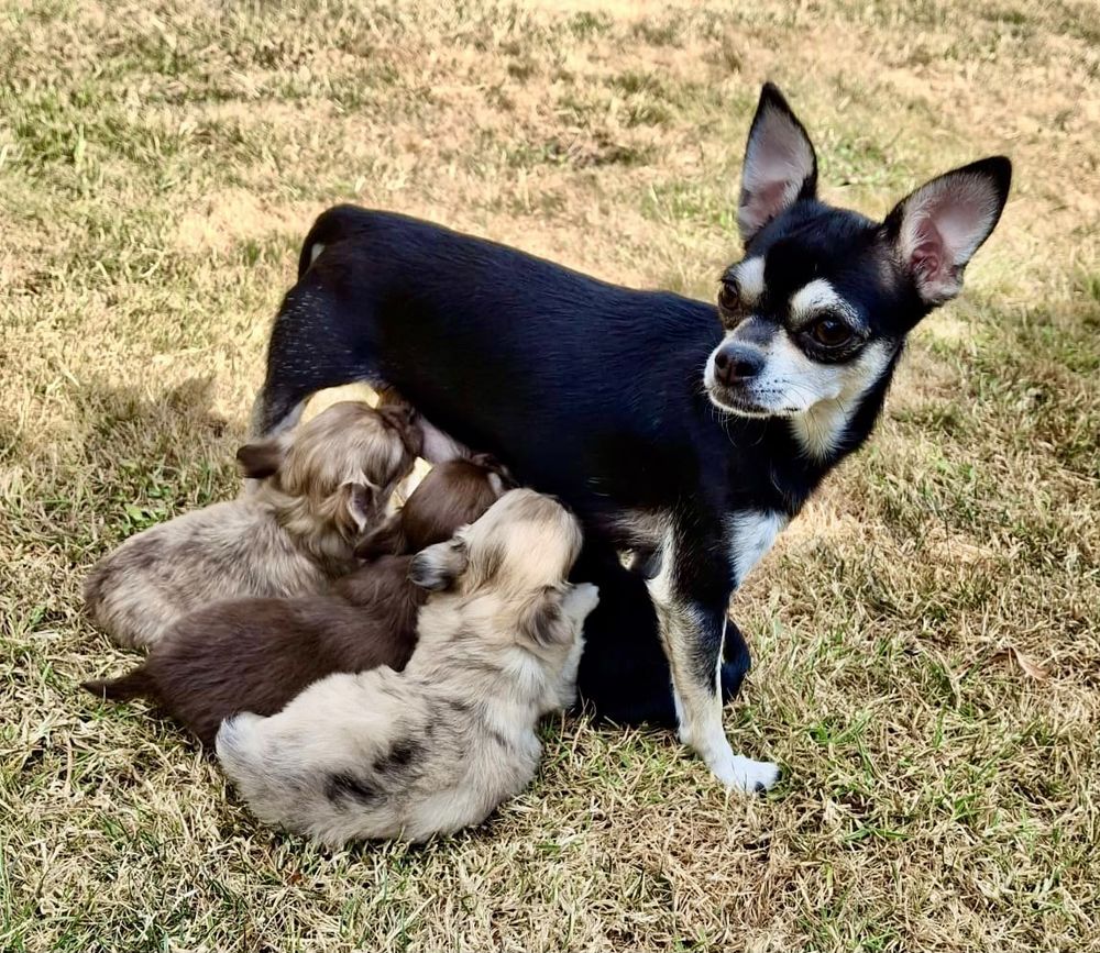   Chiots chihuahuas 