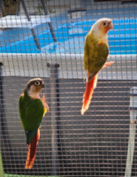  couple de conures molinae 