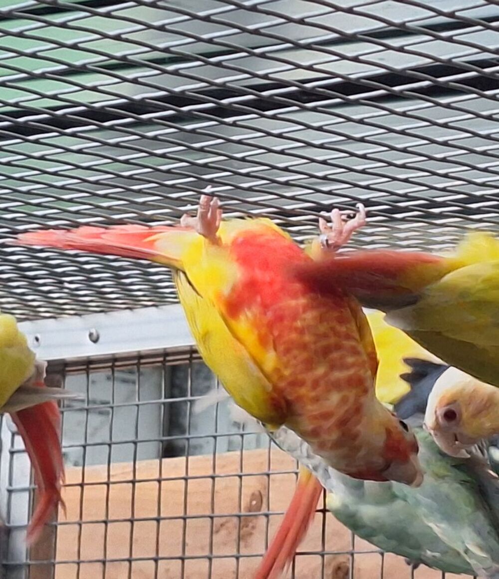   Pyrrhura molinae suncheek  
