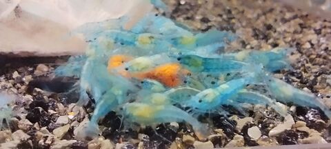 Crevette blue velvet 34620 Puisserguier