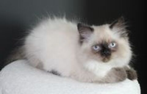   Chatons type persan colourpoint non Loof 