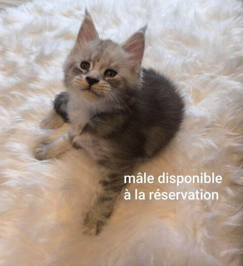 B&eacute;b&eacute; Maine coon 1400 30330 Tresques