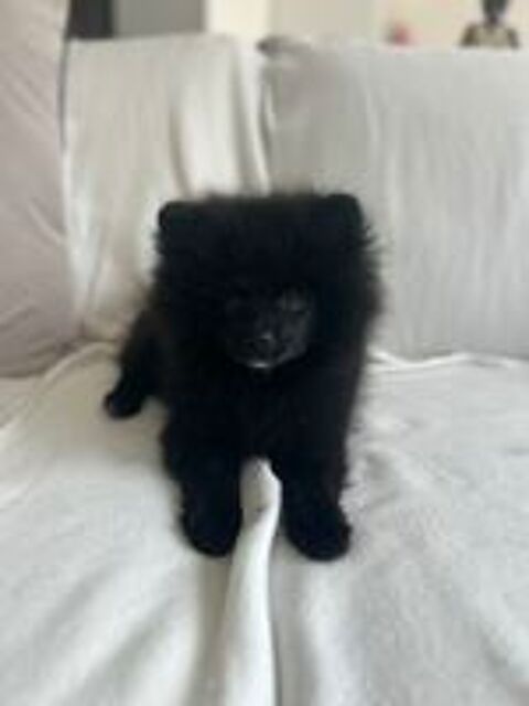   Chiot spitz 