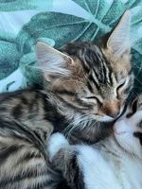   Chatons type européen 
