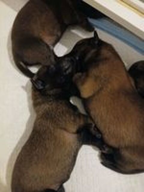   Chiots berger belge malinois 