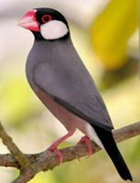   oiseaux paddas de java 