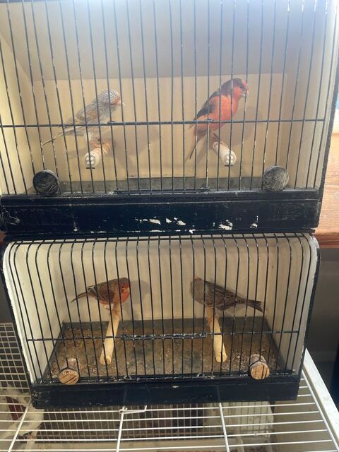 Canaris 5 80190 Curchy