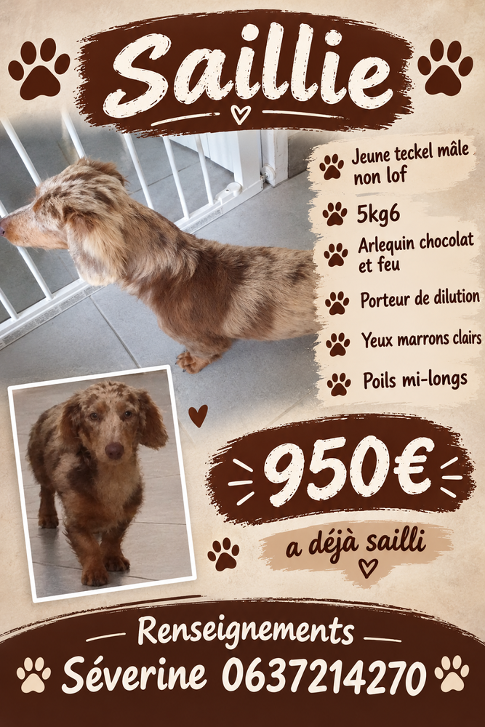   Saillie mâle teckel nain arlequin chocolat et feu non lof 